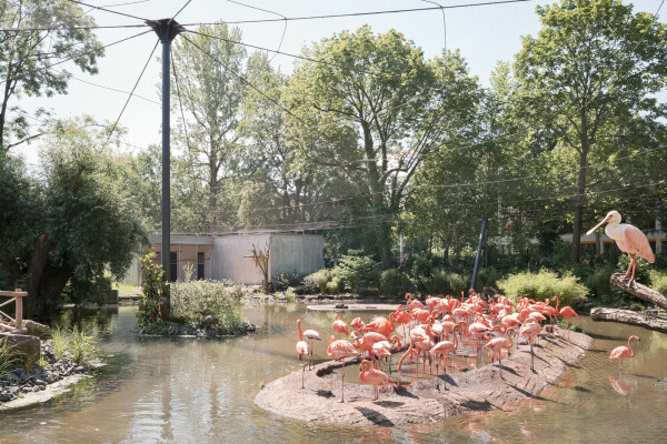 Flamingos am alten Ententeich