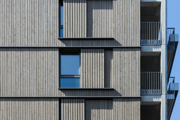 Lärche in Moabit